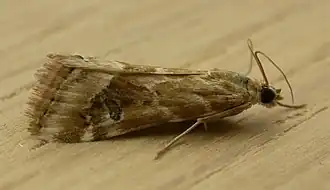 Glaphyriinae : Hellula hydralis