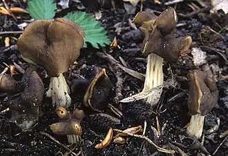 L'Helvelle brune (Helvella fusca)