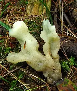 Sebacina concrescens