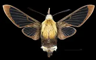 Avers de la femelle (coll.MHNT)