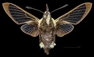 Revers de la femelle (coll.MHNT)