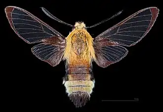 Avers du mâle (coll.MHNT)