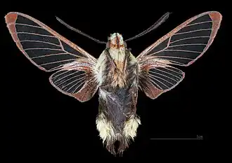 Revers du mâle (coll.MHNT)