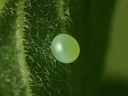 Œuf sur chèvrefeuille Lonicera xylosteum.