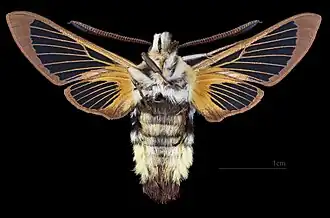 Hemaris tityus ♂   △