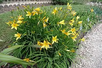 Description de l'image Hemerocallis citrina hémérocalle.jpg.