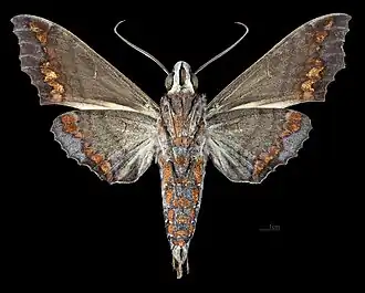 Description de cette image, également commentée ci-après