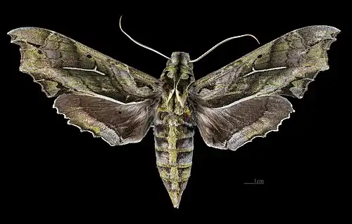 Avers de la femelle(coll.MHNT)