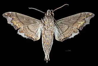 Description de cette image, également commentée ci-après