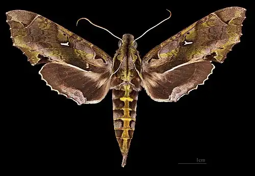 Hemeroplanes ornatus ♀  MHNT