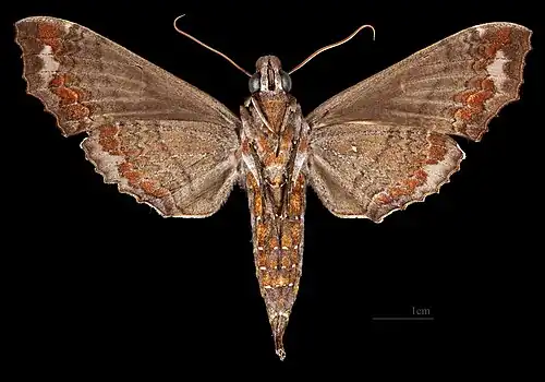 Hemeroplanes ornatus ♀  △MHNT