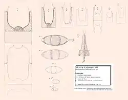 Hemiaulus februatus(d'après Peder Heiberg 1863)