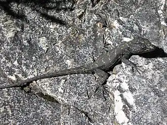 Description de cette image, également commentée ci-après