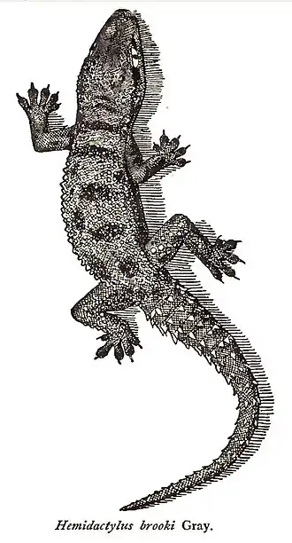 Description de l'image HemidactylusBrookiRooij.jpg.