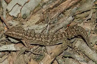 Description de l'image Hemidactylus brasilianus 115540378.jpeg.