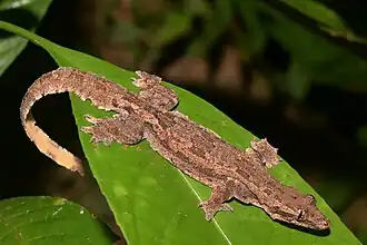 Description de l'image Hemidactylus craspedotus.jpg.