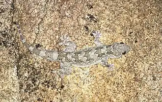 Description de l'image Hemidactylus giganteus.jpg.