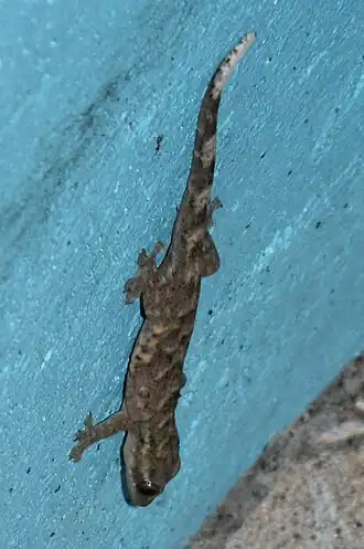 Description de l'image Hemidactylus mabouia in Coulibistrie, Dominica a01.jpg.