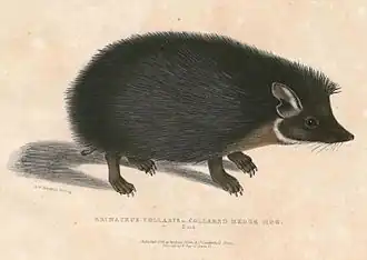 Description de l'image Hemiechinus collaris Hardwicke.jpg.