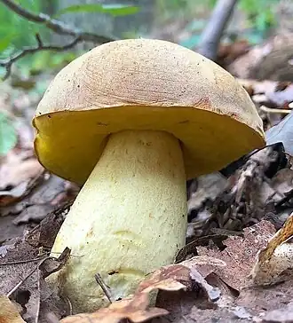 Le Bolet dépoli (Hemileccinum impolitum)