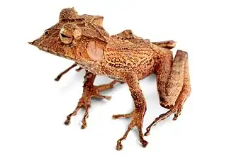 Description de l'image Hemiphractus bubalus 1.jpg.