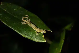 Description de l'image Hemiphyllodactylus chiangmaiensis on leaf.jpg.