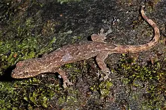 Description de l'image Hemiphyllodactylus titiwangsaensis 179920058.jpg.