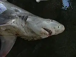 Requin Hemipristis elongata