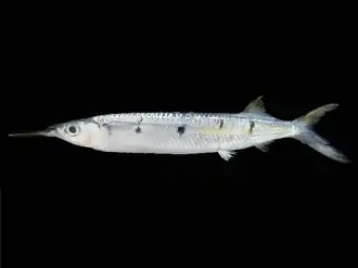 Hemiramphus far (Hemiramphidae)