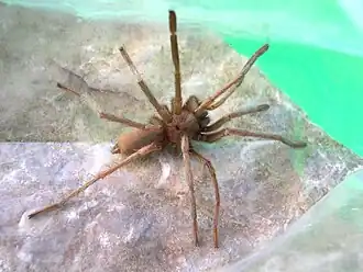 Description de l'image Hemirrhagus Spousei specimen femelle.jpg.