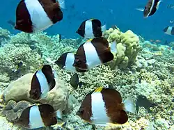Un groupe de poissons-papillons pyramide noirs (Hemitaurichthys zoster)