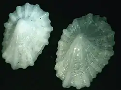 Hemitoma subemarginata