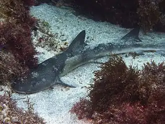 Hemitriakis japanica.