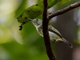 Description de l'image Hemitriccus inornatus Pelzeln's Tody-Tyrant; Presidente Figueiredo, Amazonas, Brazil 02.jpg.