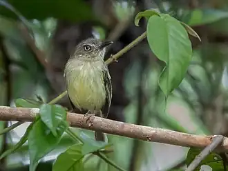 Description de l'image Hemitriccus iohannis - Johannes's Tody-Tyrant; Cruzeiro do Sul, Acre, Brazil.jpg.