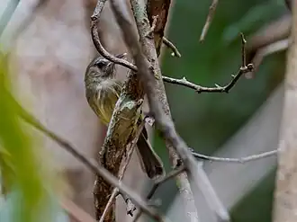 Description de l'image Hemitriccus josephinae Boat-billed Tody-tyrant; Manaus, Amazonas, Brazil.jpg.