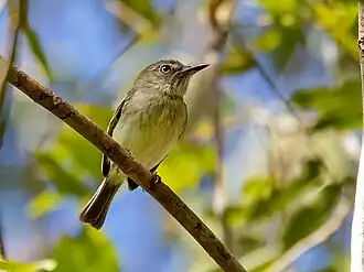Description de l'image Hemitriccus minimus - Zimmer's Tody-Tyrant, Carajas National Forest, Pará, Brazil.jpg.