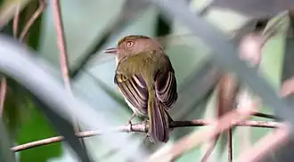 Description de l'image Hemitriccus spodiops Yungas Tody-Tyrant; below Sandia, Puno, Peru.jpg.