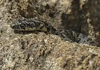 Hemorrhois hippocrepis.