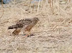 Busard Saint-Martin.