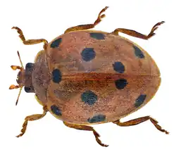 Henosepilachna argus, une Epilachninae.