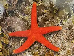 Henricia aucklandiae