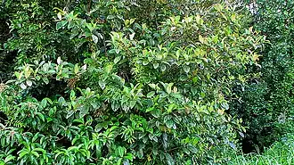 Description de cette image, également commentée ci-après