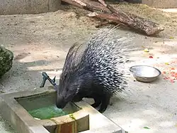 un gros rongeur avec de très longs piquants en bouquet, pointés vers l'arrière