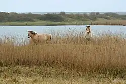 Dans un paysage de marais recouvert de hautes herbes, deux chevaux se tiennent au fond en arrière-plan.
