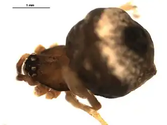 Description de l'image Hentziectypus globosus 1.jpg.