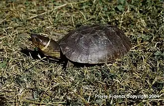 Description de l'image Heosemys leytensis06.jpg.