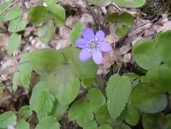 Hepatica nobilis