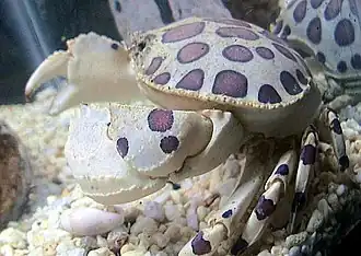 Hepatus epheliticus (Aethridae)