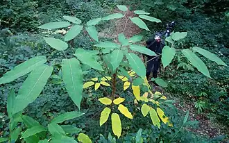 Heptapleurum macrophyllum CHB06.VI15